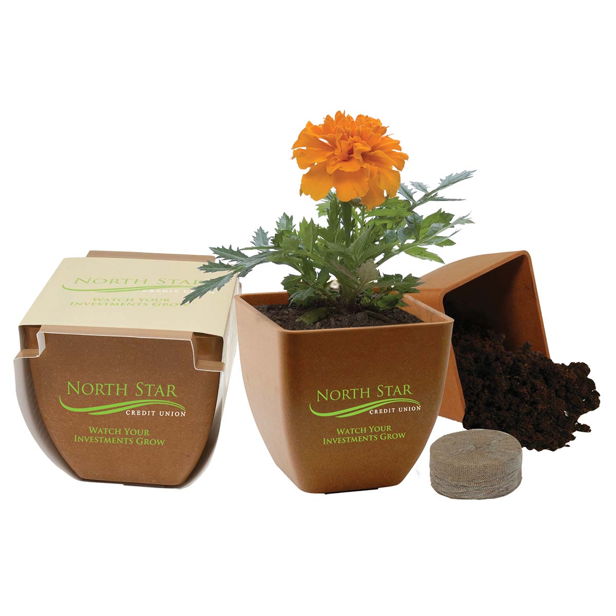 Brilliant Deluxe Mini Plant Kit